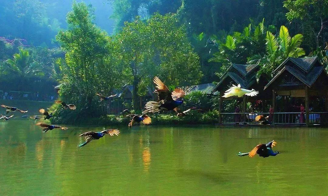 小猫钓鱼游戏龙王版有船